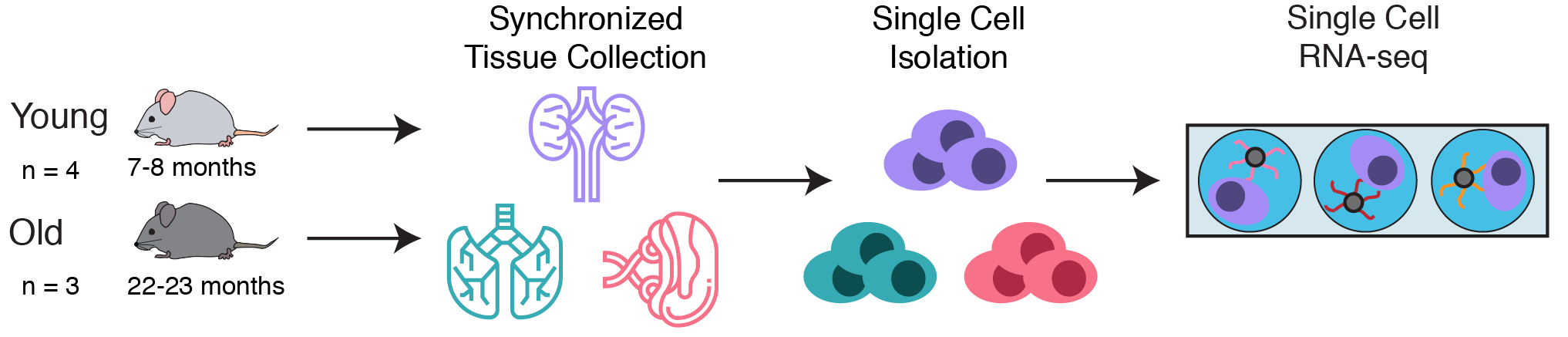 Experimental Design