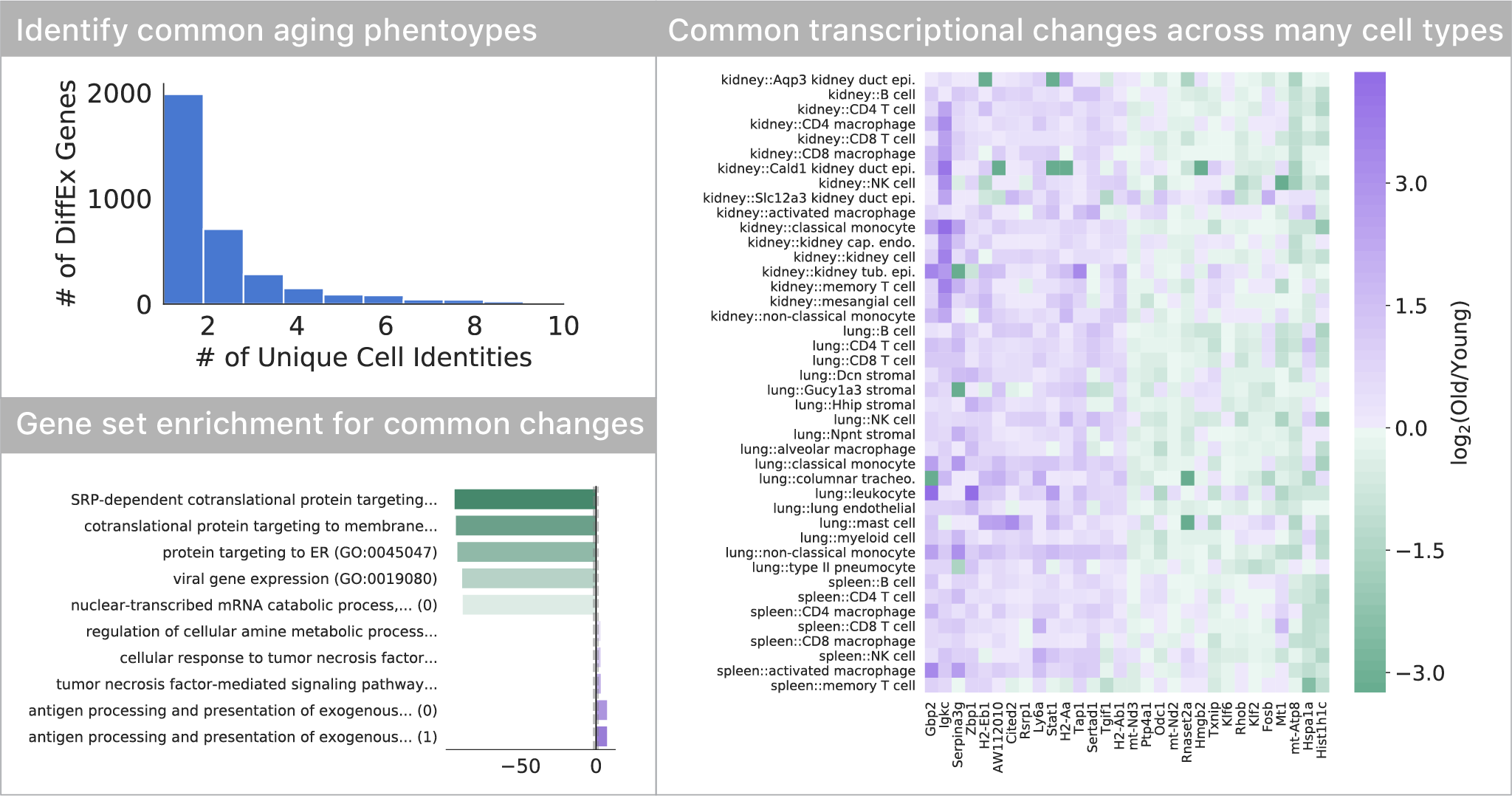 Common differentially expressed genes